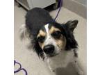 Adopt tigger a Tricolor (Tan/Brown & Black & White) Australian Shepherd /