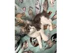 Adopt Sasha a Gray or Blue (Mostly) Domestic Mediumhair (medium coat) cat in