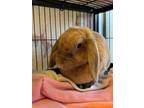 Adopt Greta Bunberg a Chocolate American Fuzzy Lop / Other/Unknown / Mixed