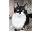 Adopt Genesis a All Black Domestic Shorthair / Domestic Shorthair / Mixed cat in