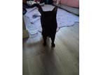 Adopt Shadow a All Black Domestic Shorthair / Mixed (short coat) cat in Las