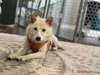 Adopt Shiloh a White Shiba Inu / Mixed dog in Manassas, VA (38290862)
