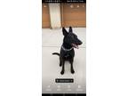 Adopt Ally a Black German Shepherd Dog / Belgian Malinois / Mixed dog in