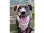 Adopt Juni a Brindle - with White Pit Bull Terrier / Mixed Breed (Medium) /