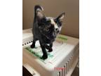 Adopt Raleigh a Tortoiseshell Domestic Shorthair (short coat) cat in