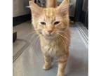 Adopt Sunshine a Orange or Red Domestic Longhair / Mixed cat in Ponca City