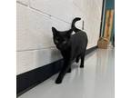 Adopt Onyx a All Black Domestic Shorthair / Mixed cat in Ponca City
