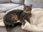 Adopt Nibbler a Brown Tabby American Shorthair / Mixed (short coat) cat in