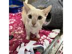 Adopt Loki a Orange or Red Domestic Shorthair / Mixed cat in Eureka Springs