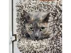 Adopt Belle a Gray or Blue Domestic Shorthair / Mixed cat in Canastota