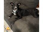 Adopt Alina a Black - with White Terrier (Unknown Type, Medium) / Mixed dog in