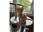 Adopt Maui a Orange or Red Domestic Shorthair (short coat) cat in Shakespeare