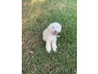 Adopt Buffalo a Tan/Yellow/Fawn Australian Shepherd / Poodle (Standard) / Mixed