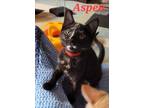 Adopt Aspen a Tortoiseshell Domestic Shorthair (short coat) cat in Shakespeare