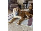 Adopt Tonto a Red/Golden/Orange/Chestnut Shar Pei / Mixed dog in Lake Forest