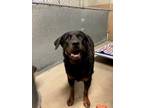 Adopt Maybell a Black Rottweiler / Mixed dog in Madera, CA (39099616)