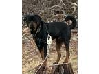 Adopt Edgar Allan Poe a Brown/Chocolate - with Tan Rottweiler / Mixed dog in The