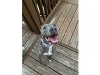 Adopt Winnie a Gray/Blue/Silver/Salt & Pepper American Pit Bull Terrier / Mixed
