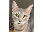 Adopt Haisley a Gray, Blue or Silver Tabby Domestic Shorthair (short coat) cat