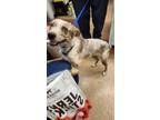Adopt Candy a Tan/Yellow/Fawn Australian Cattle Dog / Mixed dog in Madera