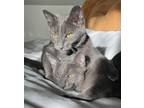 Adopt Star and Luna a Gray or Blue Russian Blue (short coat) cat in Mission