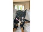 Adopt Lacey a Tricolor (Tan/Brown & Black & White) Mutt / Rottweiler / Mixed dog