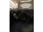 Adopt Thackery 122814 a All Black Domestic Shorthair cat in Joplin