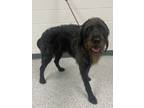 Adopt Finn a Black Poodle (Standard) / Labrador Retriever / Mixed dog in