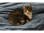Adopt Lucy a Brown Tabby American Shorthair / Mixed (short coat) cat in Osceola