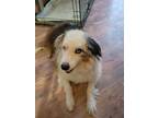 Adopt Marti a Merle Australian Shepherd / Mixed dog in Minneapolis