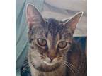 Adopt Kiya a Gray, Blue or Silver Tabby Domestic Shorthair (short coat) cat in