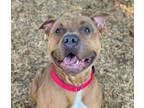 Adopt LONNIE a Tan/Yellow/Fawn - with White American Pit Bull Terrier / Mixed