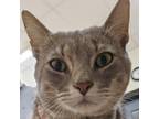 Adopt Wilder a Gray or Blue Domestic Shorthair / Mixed cat in Zanesville