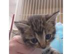 Adopt Rosalina a All Black Domestic Shorthair / Mixed cat in Zanesville