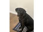Adopt Penny a Black Labrador Retriever / Mixed dog in Gaston, OR (39098999)