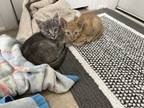 Adopt Kitty 1 and Kitty 2 a Gray, Blue or Silver Tabby Tabby / Mixed (short