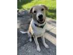 Adopt Oliver a Tan/Yellow/Fawn - with White Labrador Retriever / Mixed dog in