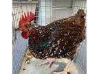 Adopt Randy a Chicken bird in Greensboro, NC (39098777)