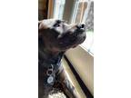 Adopt Oski a Black - with White Rottweiler / American Staffordshire Terrier /