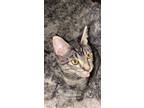 Adopt oreo a Black (Mostly) Domestic Mediumhair / Mixed (medium coat) cat in