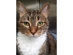 Adopt Buttons a Brown or Chocolate Domestic Shorthair / Domestic Shorthair /