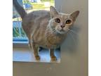 Adopt Boog a Tan or Fawn Domestic Shorthair / Domestic Shorthair / Mixed cat in