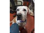 Adopt Harley a White - with Tan, Yellow or Fawn Great Pyrenees / Boxer / Mixed