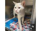 Adopt Bernard a Orange or Red Siamese / Mixed cat in Jacksonville, AR (39098681)