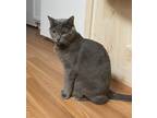 Adopt Gatsby a Gray or Blue Domestic Shorthair (short coat) cat in blairsville