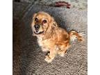 Adopt Lady a Tan/Yellow/Fawn Cocker Spaniel / Mixed dog in Phoenix