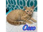 Adopt Osso a Orange or Red Domestic Shorthair / Domestic Shorthair / Mixed cat