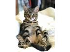 Adopt Quinn a Brown Tabby Domestic Shorthair / Mixed (short coat) cat in