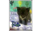 Adopt Rain a All Black Domestic Shorthair / Domestic Shorthair / Mixed cat in
