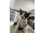 Adopt 54063670 a All Black Domestic Shorthair / Domestic Shorthair / Mixed cat